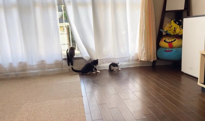 窓の側にいる3匹の子猫