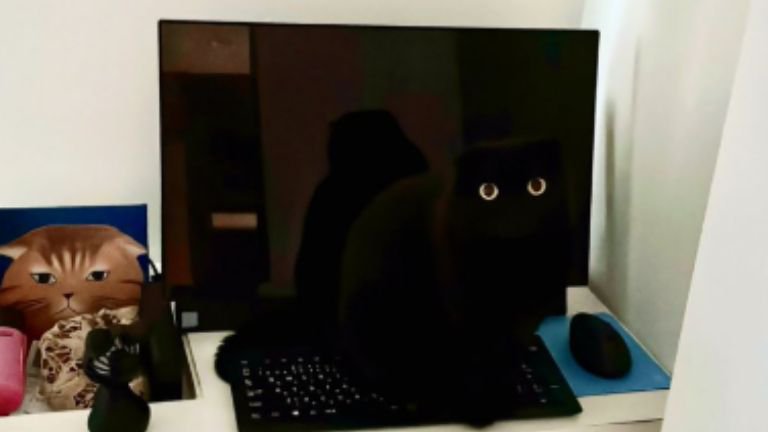 室内にいる猫