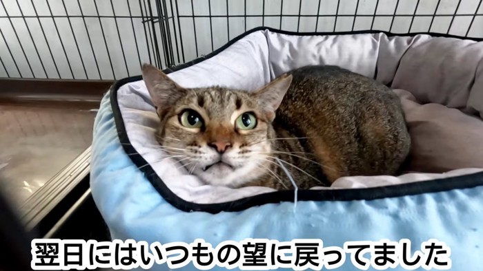 猫ベッドで寝る猫