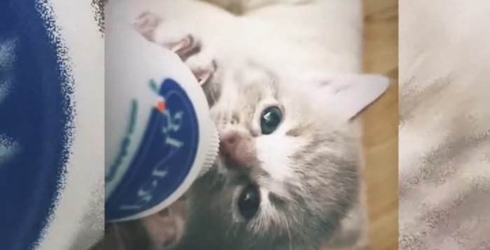 ミルクを飲む子猫