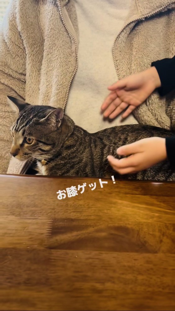 お姉ちゃんの膝に乗るキジトラ猫