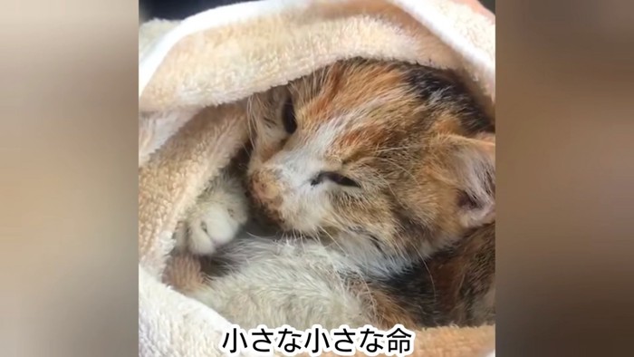 タオルで包まれた子猫