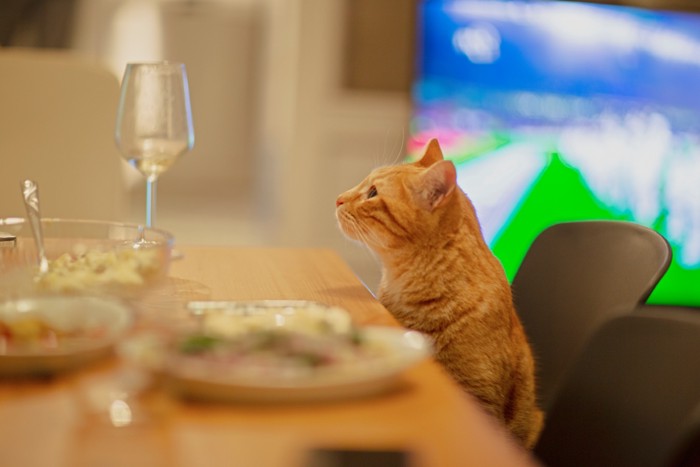 テーブルのワインに興味をもつ猫