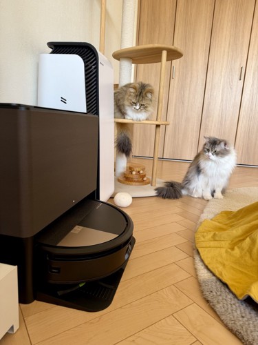 ロボット掃除機を見る2匹