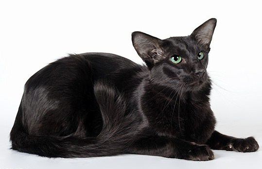 Solid black Javanese cat