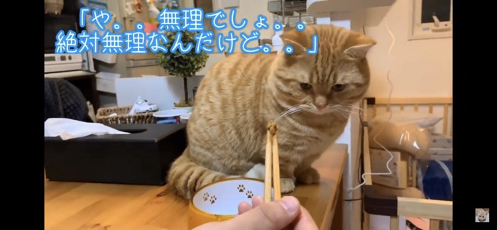 うつむく猫