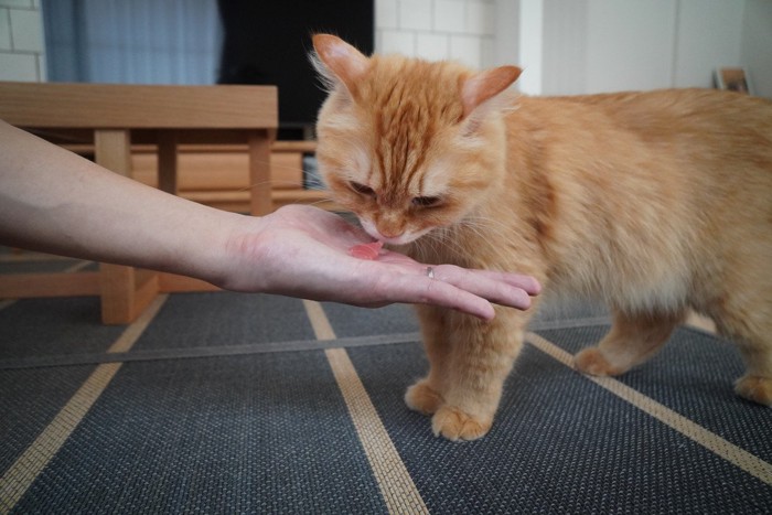 マグロの切り身を食べる猫