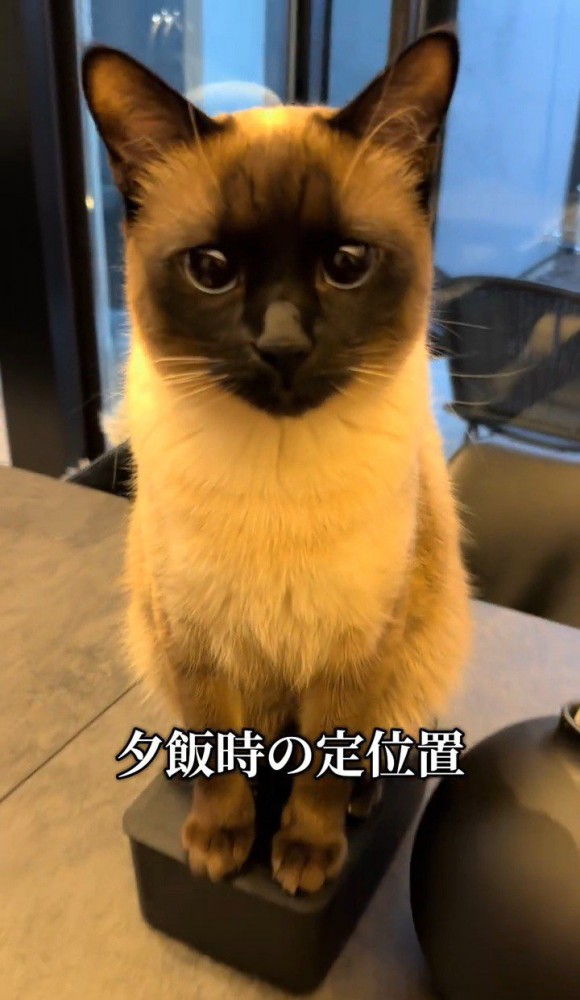 カメラ目線の猫