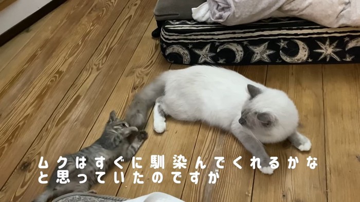 猫の尻尾にじゃれる子猫