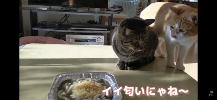 うどんが気になる猫