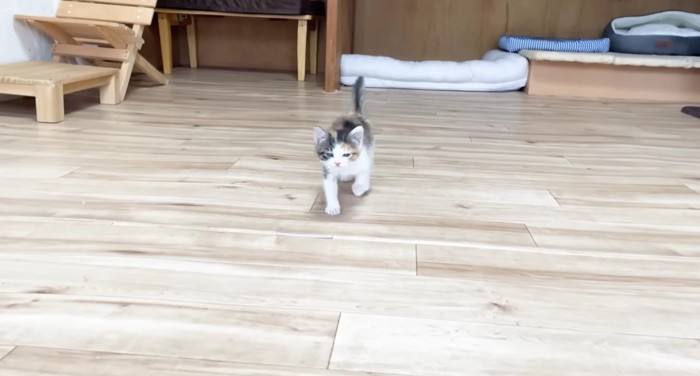 走って来る三毛さん