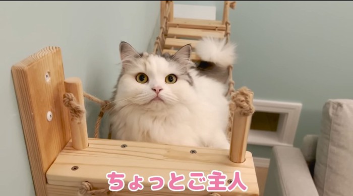 くつろぐ猫