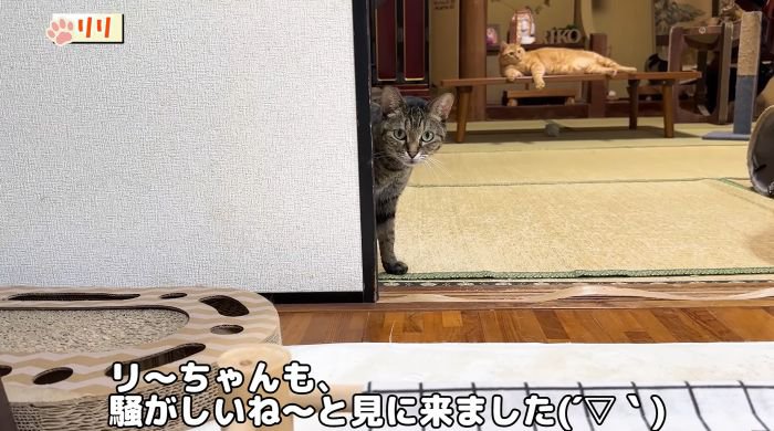 覗きにくるリリちゃん
