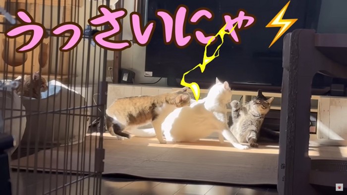 ボス・ゆきおに猫パンチ