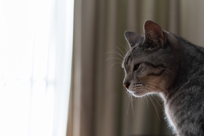 寂しそうな猫