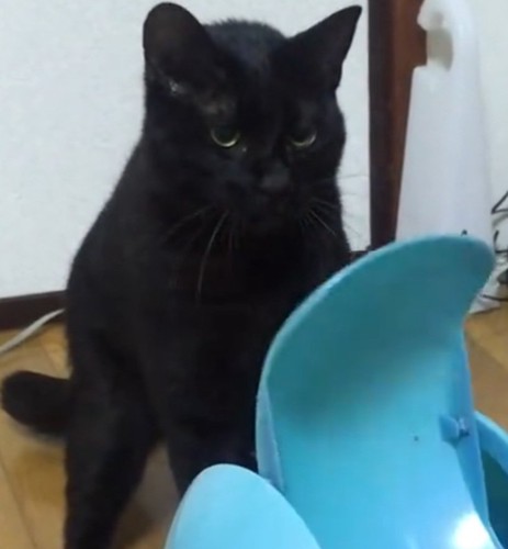 鋭い目つきで睨む猫