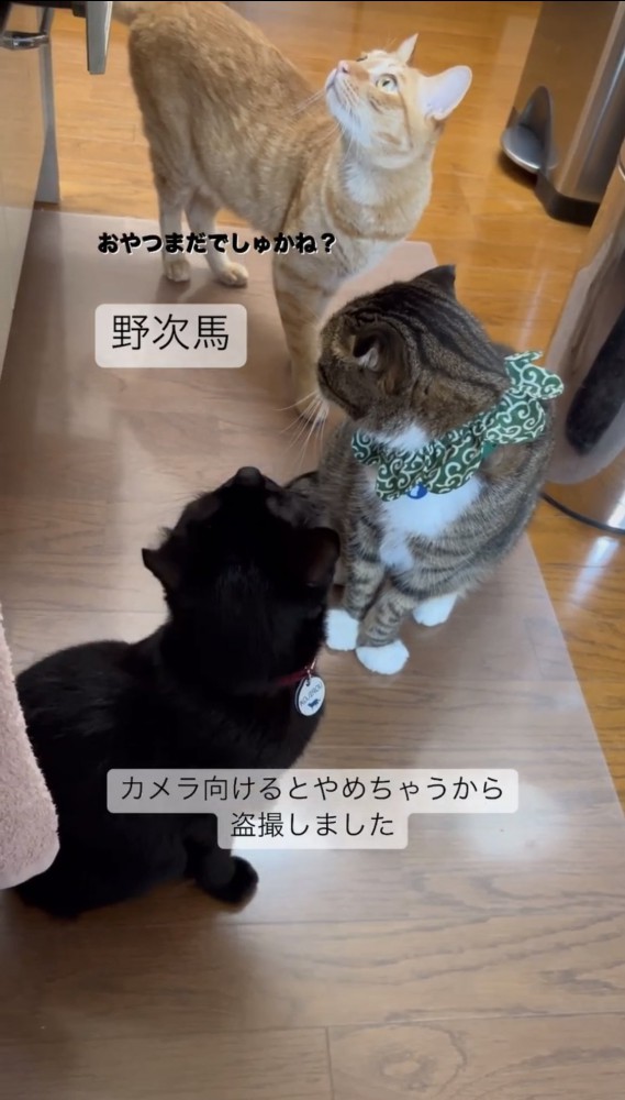 キッチンにいる3匹の猫