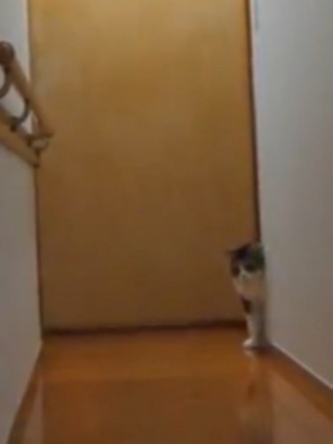 壁から顔を覗かせる猫