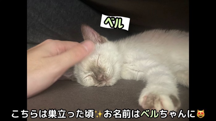 寝ている子猫