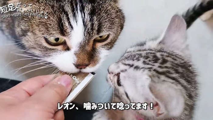 おやつの袋をくわえる成猫