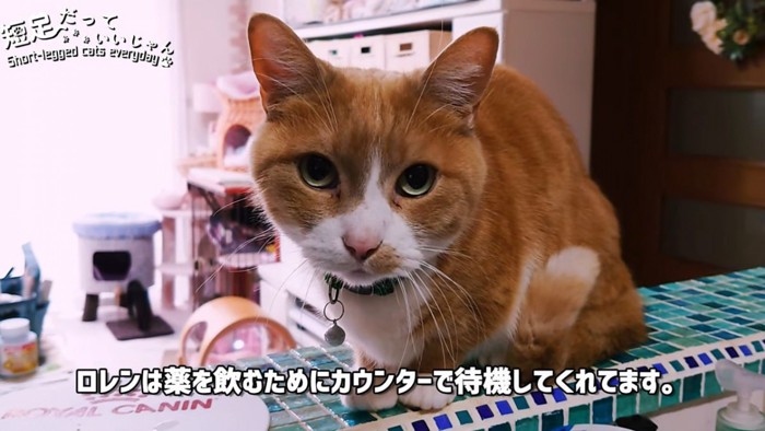 おすわりする茶白の猫