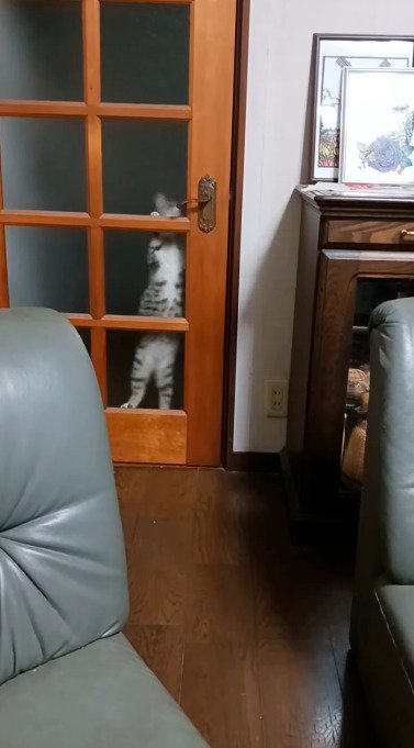 ドアノブを回す猫