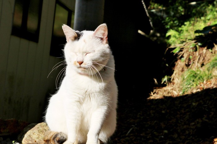 まぶしがる猫