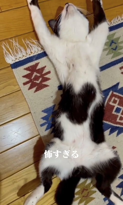 ヘソ天で寝ている猫（全身）