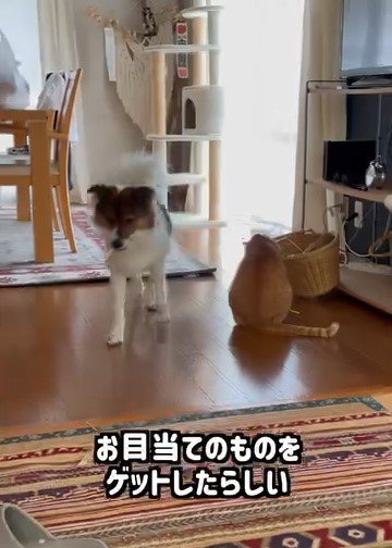 おもちゃをくわえて運ぶ犬