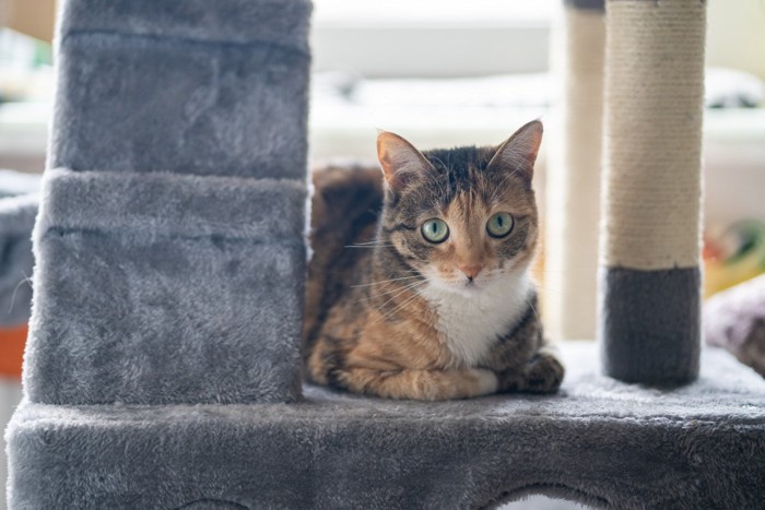 三毛猫とキャットタワー