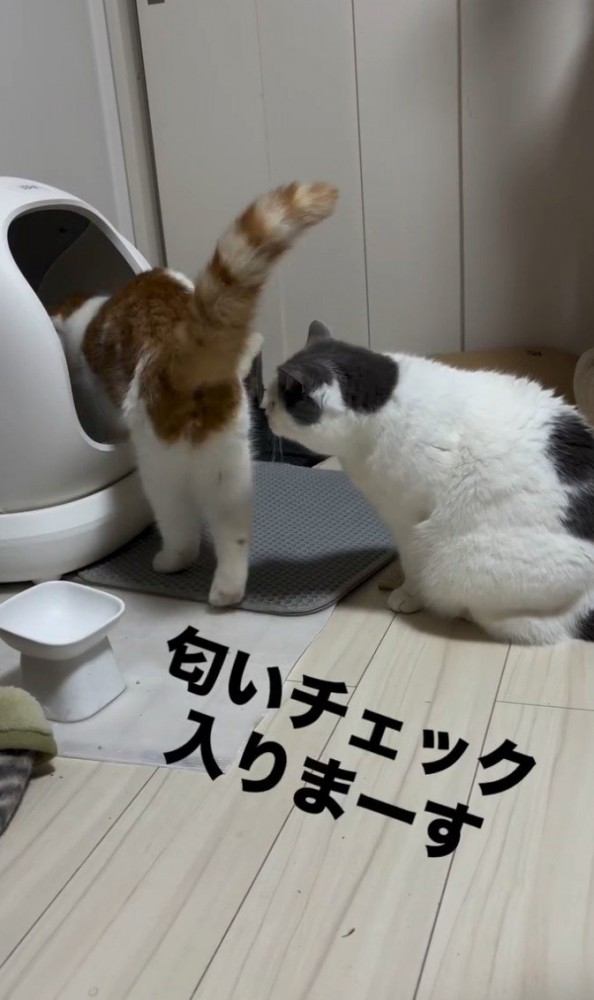 ニオイチェックする猫