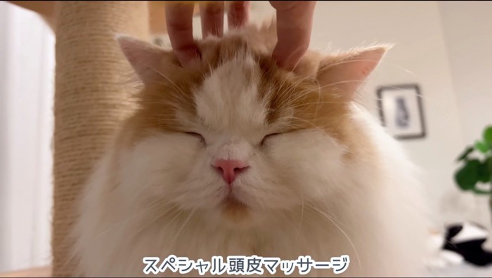 飼い主に頭を揉まれて、目を細める猫