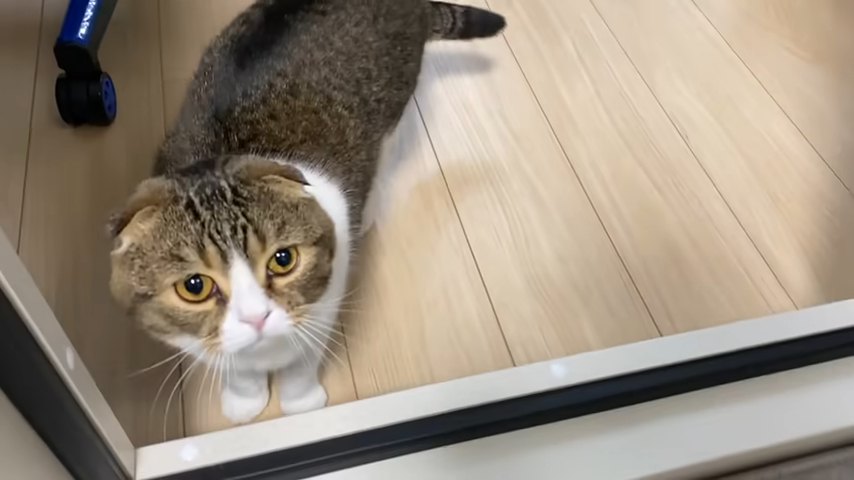 見上げる猫