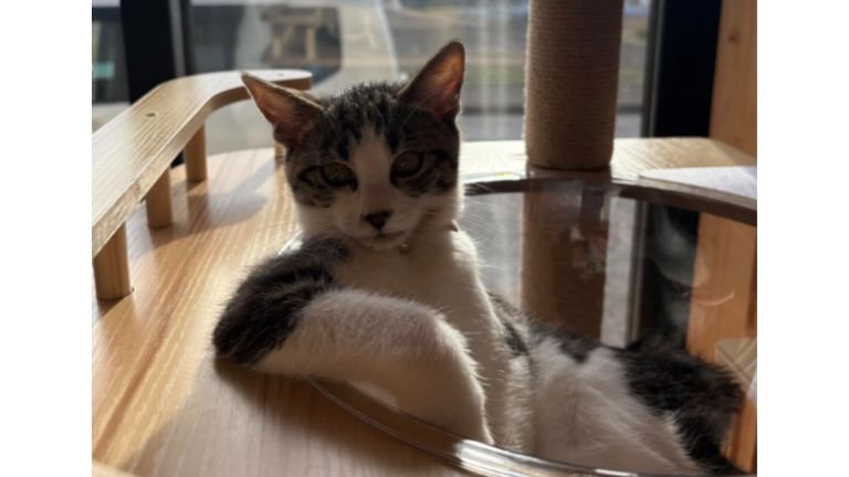 キャットタワーにいる猫