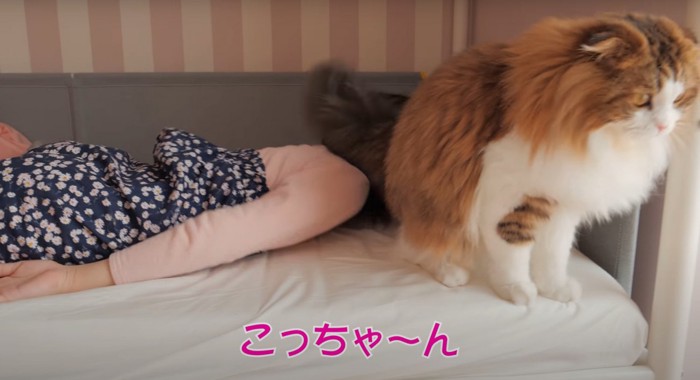 猫と女児