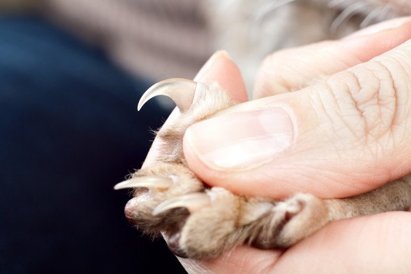 猫の爪を指で出した状態