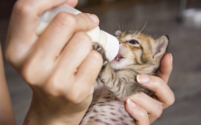 猫にミルクをあげる姿