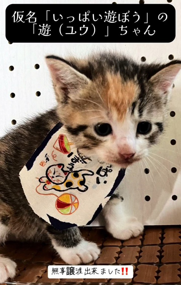 座る子猫