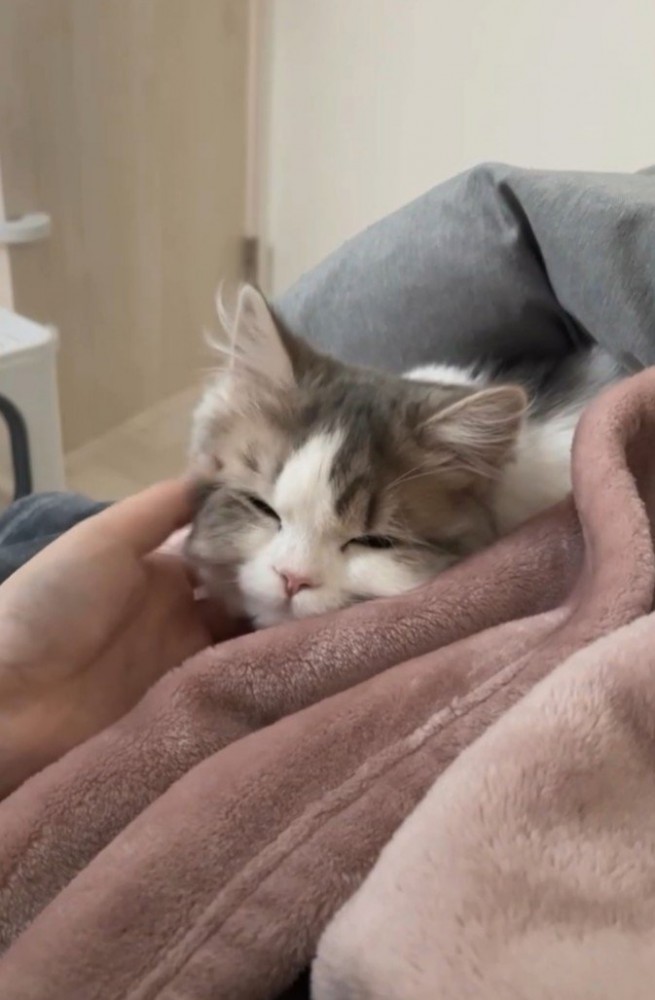 眠そうな猫