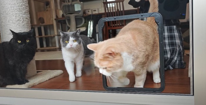 窓から外に出ていく猫、そばに猫2匹