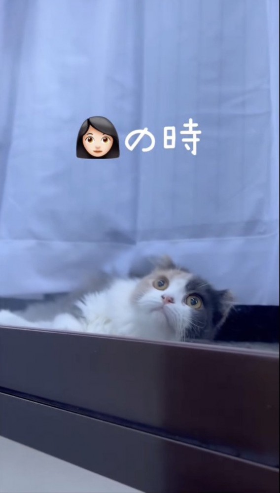 空を見上げる猫