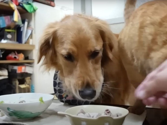 猫の食べ残しを見つめる犬