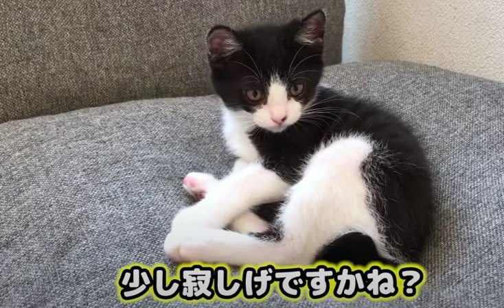 ソファーの上で落ち込む子猫