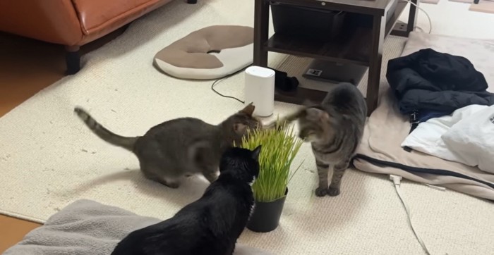 猫パンチ