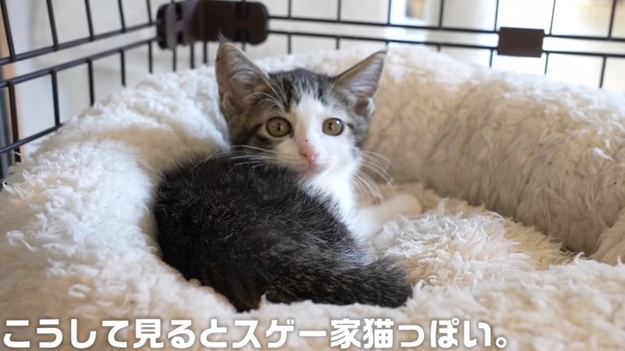 猫ベッドにいる子猫