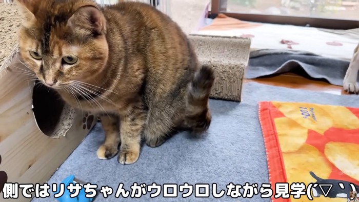 テロップ「側ではリサちゃんが～」