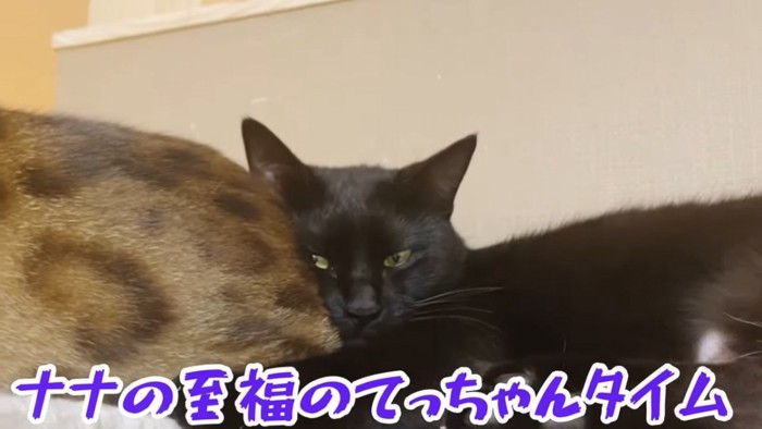 茶色の猫に寄りかかる黒猫