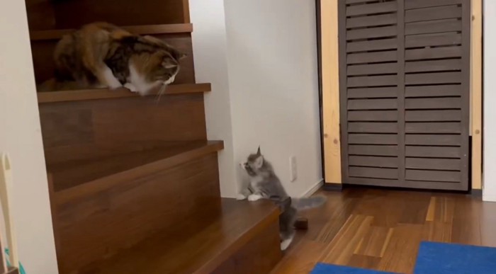 階段の上と下で見つめ合う猫たち