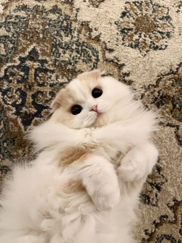 仰向けの猫