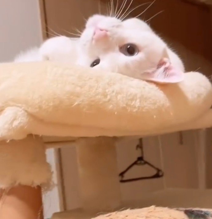 仰向けの白猫